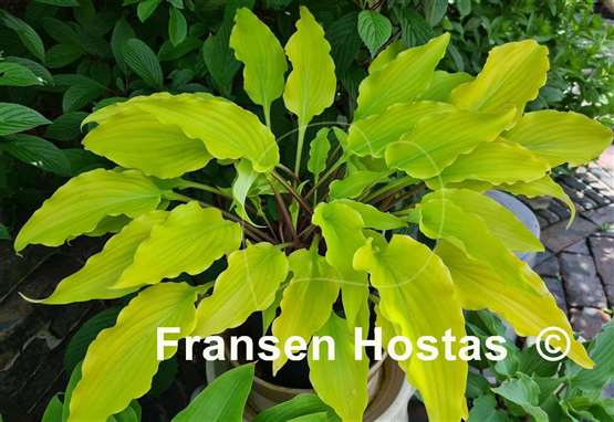 Hosta Tequila Sunrise